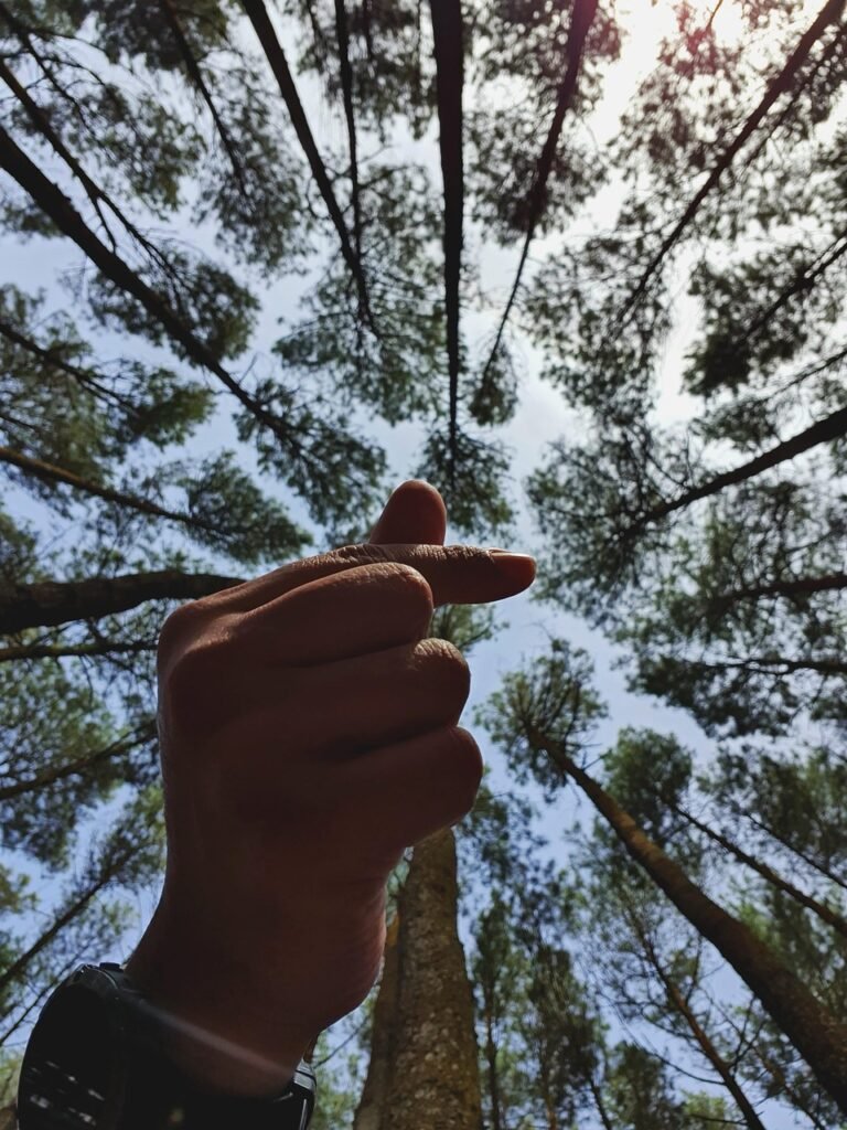 love, sign, nature, heart, symbol, forest, tree